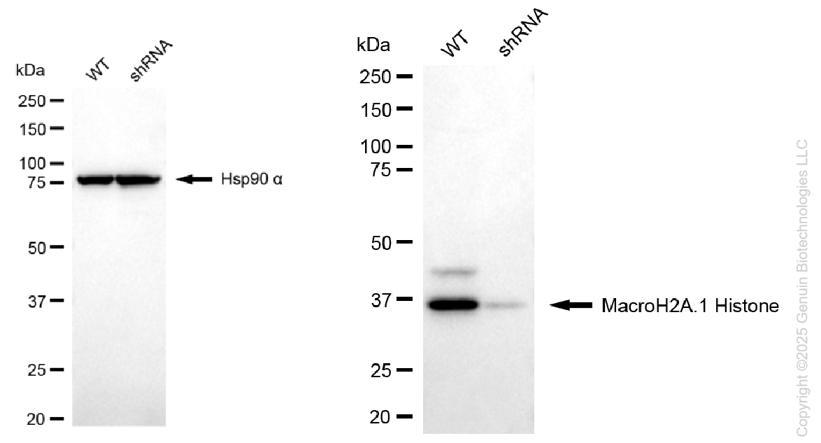 KD-Validated Anti-MacroH2A.1 Histone Rabbit Monoclonal Antibody ABG1105