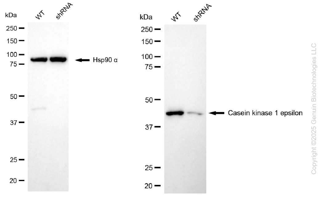 KD-Validated Anti-CSNK1E mouse monoclonal antibody ABG1106
