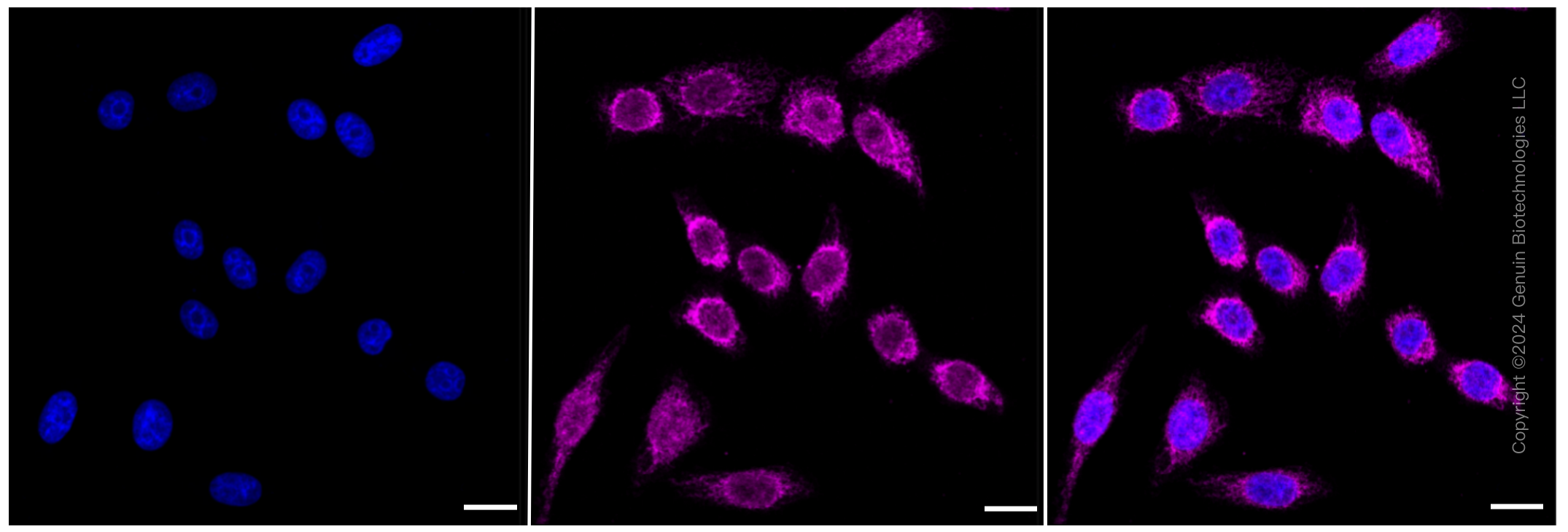 KD-Validated Anti-Carbamoyl-phosphate synthase 1 Rabbit Monoclonal Antibody ABG1107