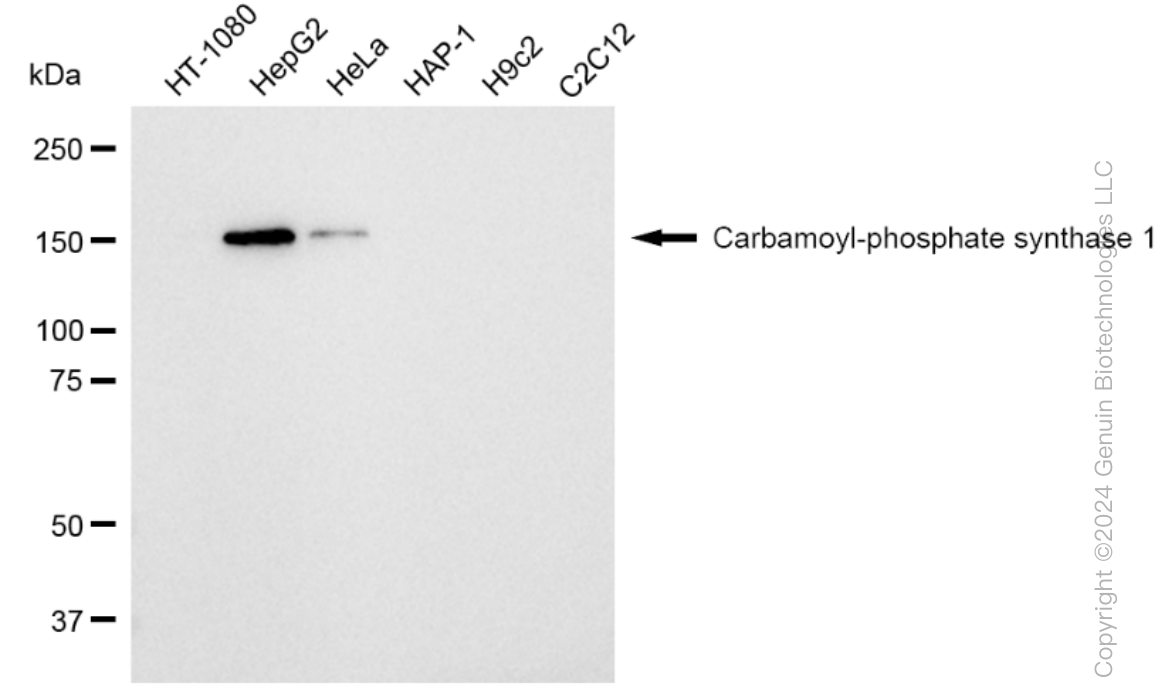 KD-Validated Anti-Carbamoyl-phosphate synthase 1 Rabbit Monoclonal Antibody ABG1107