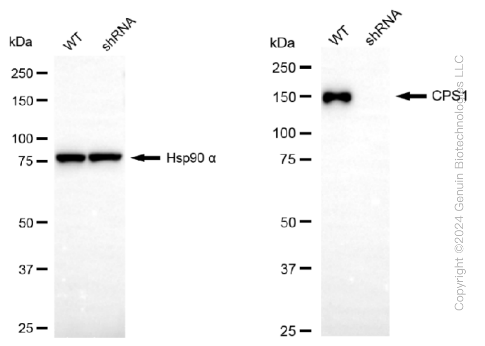 KD-Validated Anti-Carbamoyl-phosphate synthase 1 Rabbit Monoclonal Antibody ABG1107