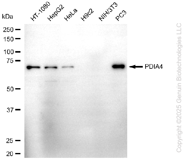 KD-Validated Anti-PDIA4 Rabbit Monoclonal Antibody ABG1108
