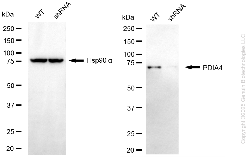 KD-Validated Anti-PDIA4 Rabbit Monoclonal Antibody ABG1108