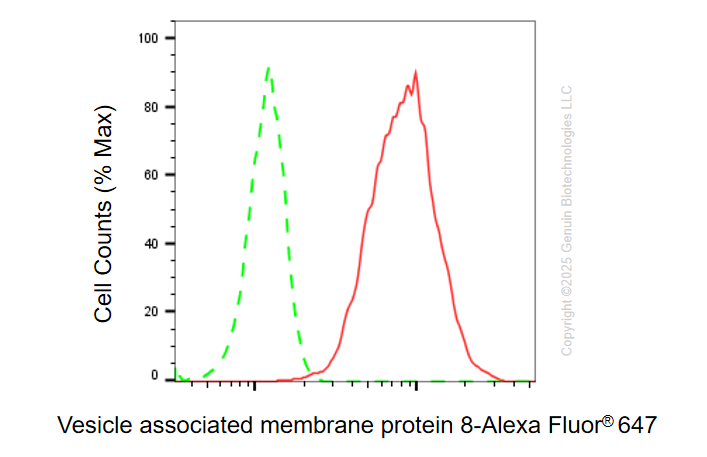 KD-Validated Anti-VAMP8 Rabbit Monoclonal Antibody ABG1109