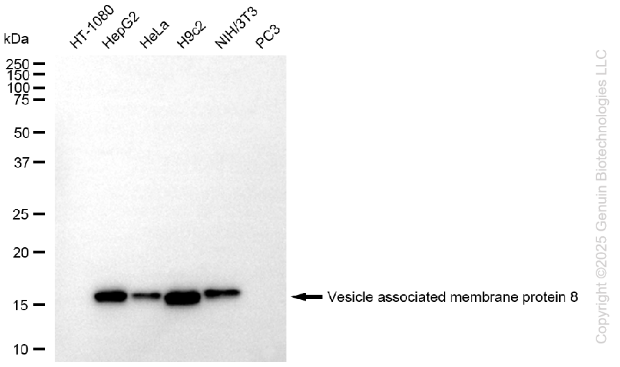 KD-Validated Anti-VAMP8 Rabbit Monoclonal Antibody ABG1109