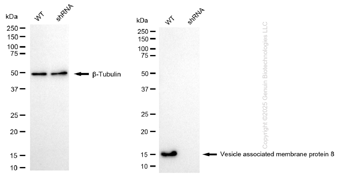 KD-Validated Anti-VAMP8 Rabbit Monoclonal Antibody ABG1109