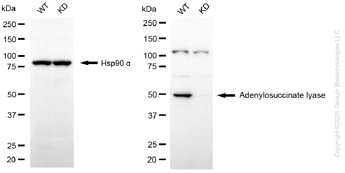 KD-Validated Anti-Adenylosuccinate Lyase Mouse Monoclonal Antibody ABG1110