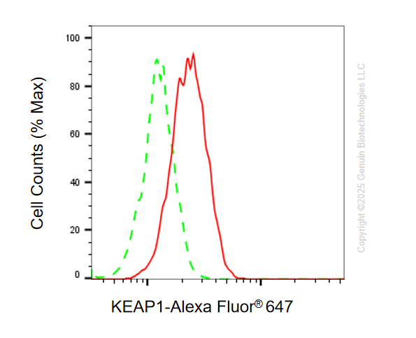 KD-Validated Anti-KEAP1 Mouse Monoclonal Antibody ABG1111