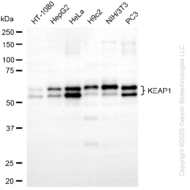 KD-Validated Anti-KEAP1 Mouse Monoclonal Antibody ABG1111