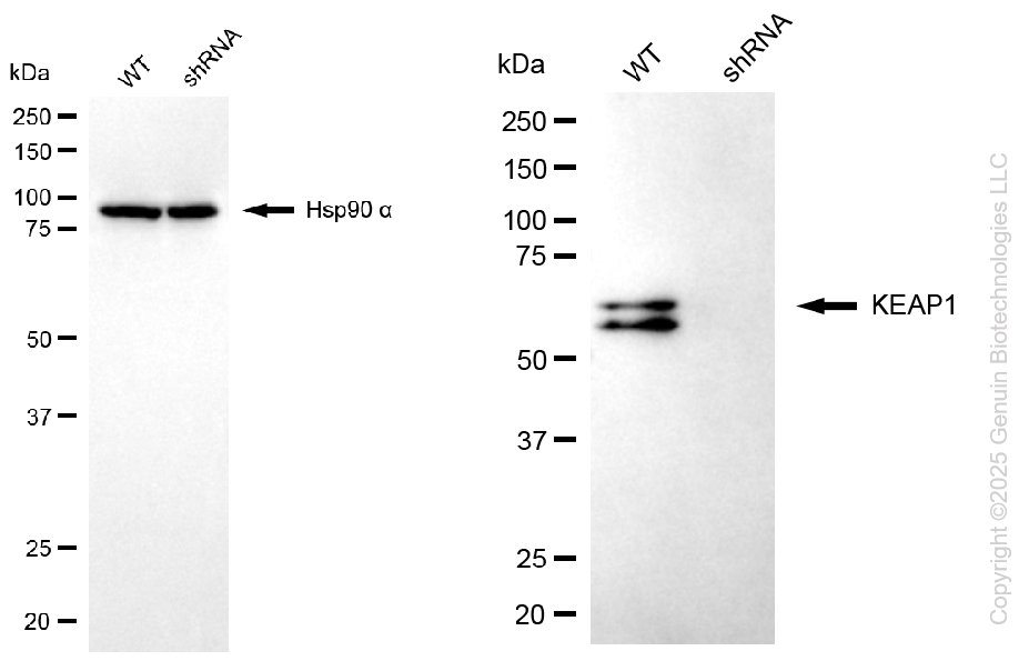 KD-Validated Anti-KEAP1 Mouse Monoclonal Antibody ABG1111