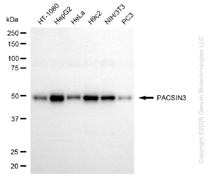 KD-Validated Anti-PACSIN3 Mouse Monoclonal Antibody ABG1112