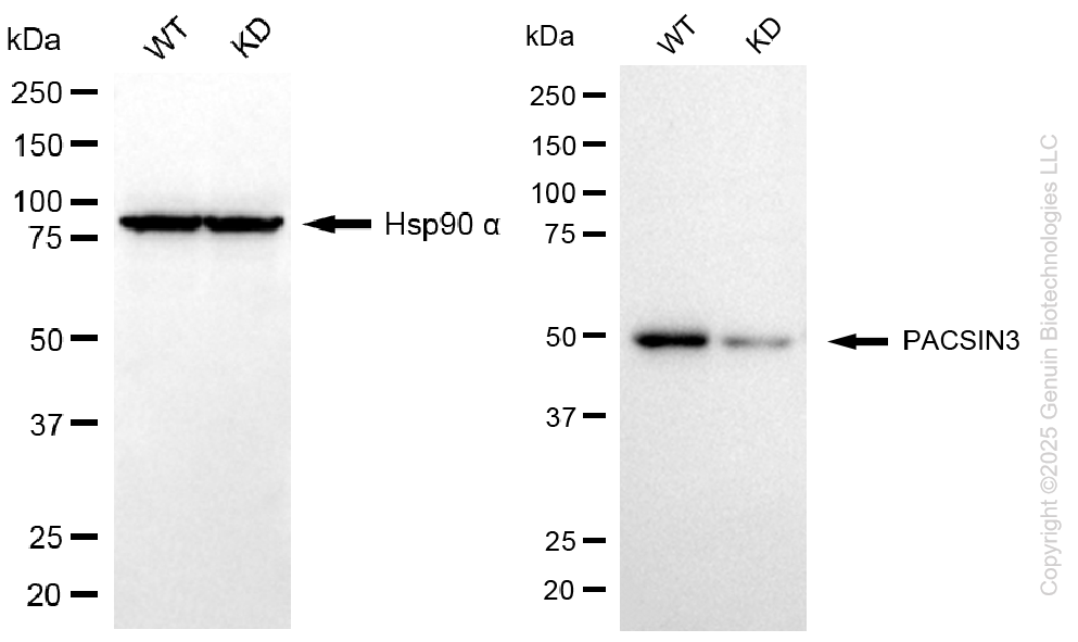 KD-Validated Anti-PACSIN3 Mouse Monoclonal Antibody ABG1112