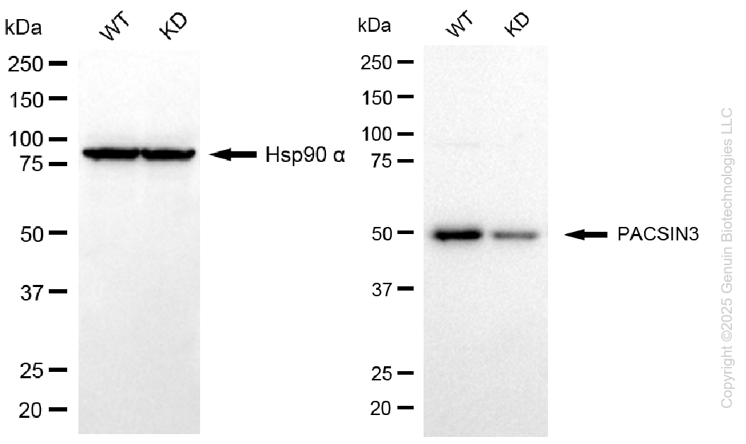 KD-Validated Anti-PACSIN3 Mouse Monoclonal Antibody ABG1113