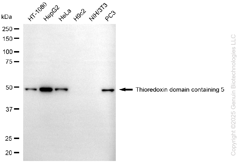KD-Validated Anti-TXNDC5 Mouse Monoclonal Antibody ABG1114