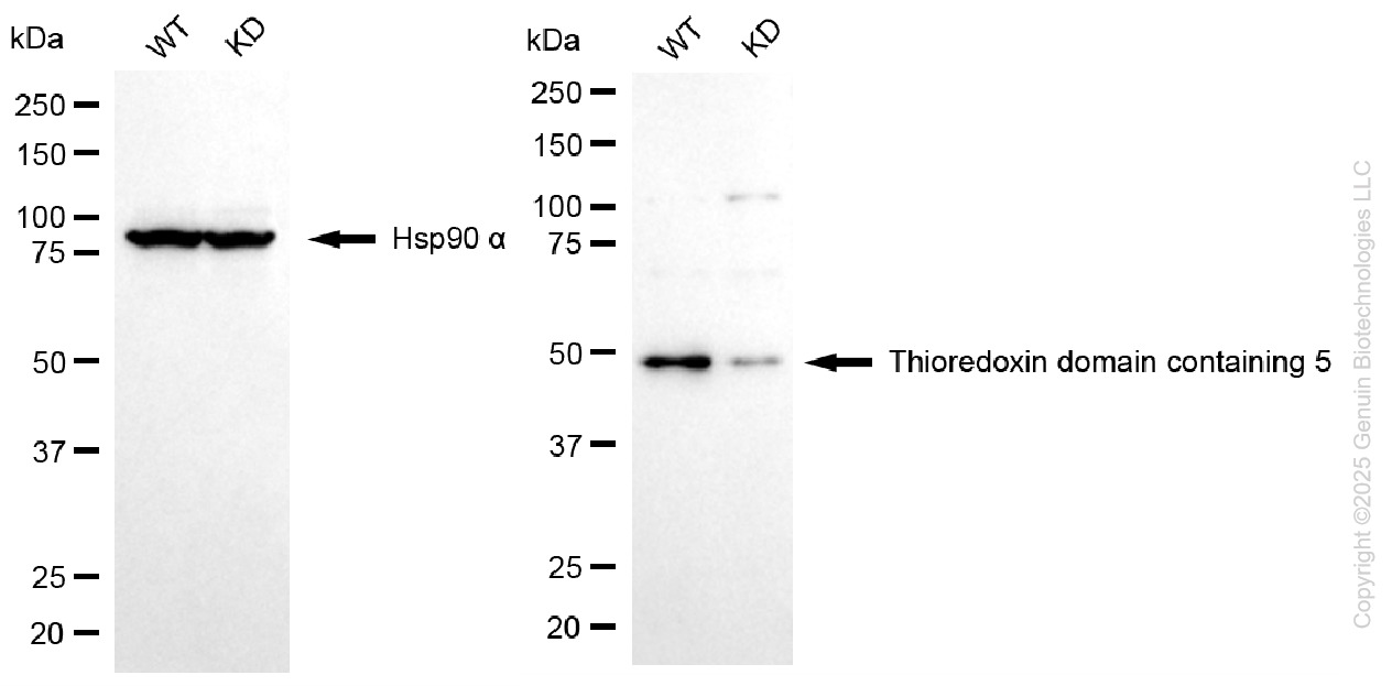 KD-Validated Anti-TXNDC5 Mouse Monoclonal Antibody ABG1114