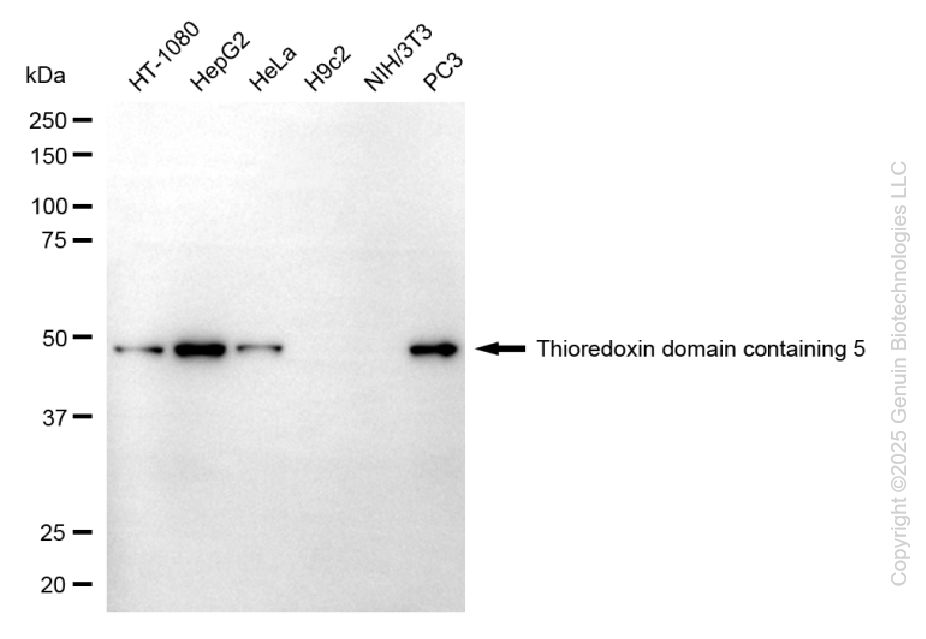 KD-Validated Anti-TXNDC5 Mouse Monoclonal Antibody ABG1115