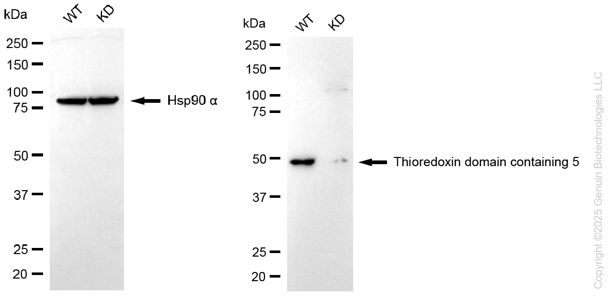 KD-Validated Anti-TXNDC5 Mouse Monoclonal Antibody ABG1115