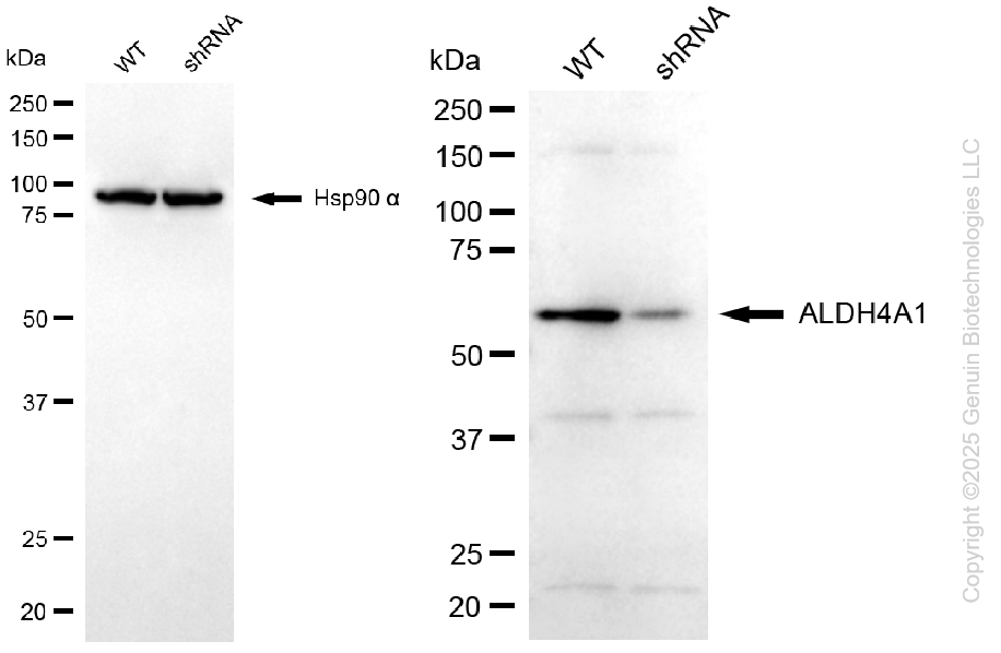 KD-Validated Anti-ALDH4A1 Mouse Monoclonal Antibody ABG1117