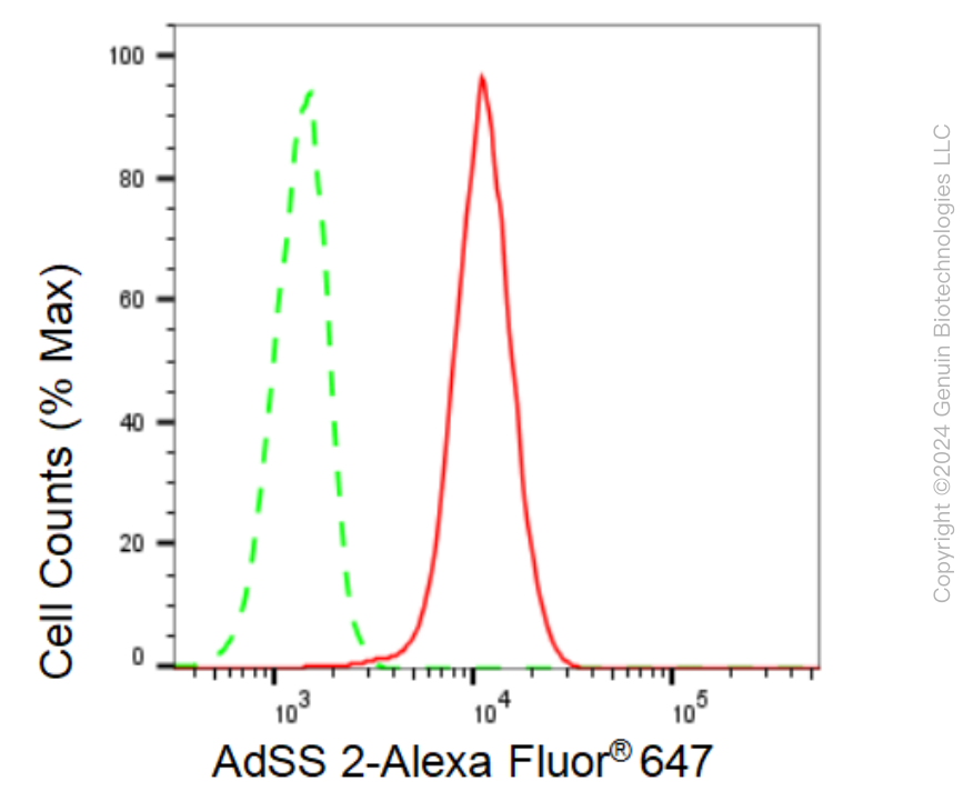 KD-Validated Anti-AdSS 2 Rabbit Monoclonal Antibody ABG1122