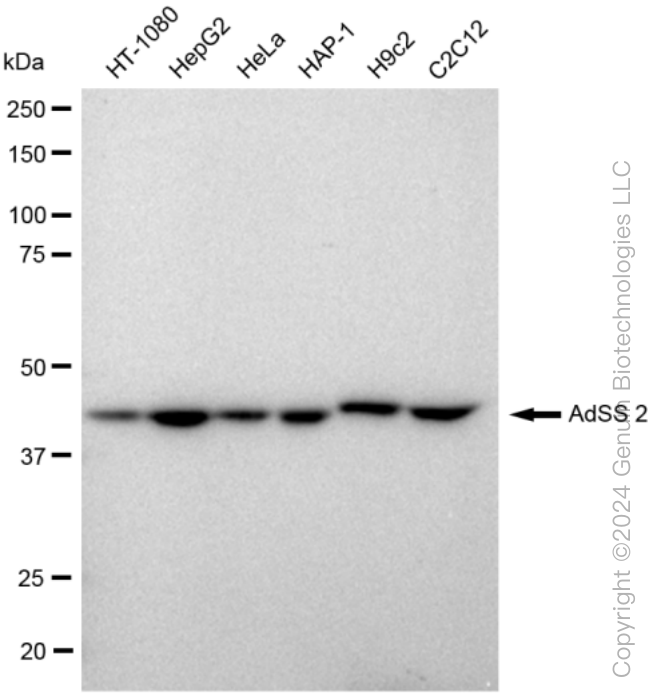 KD-Validated Anti-AdSS 2 Rabbit Monoclonal Antibody ABG1122