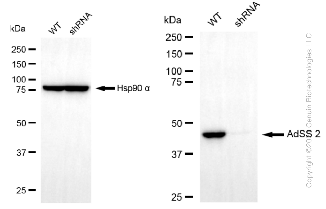 KD-Validated Anti-AdSS 2 Rabbit Monoclonal Antibody ABG1122