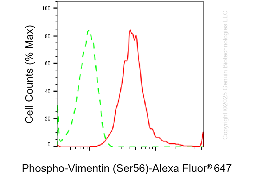 KD-Validated Anti-Phospho-Vimentin (Ser56) Rabbit Monoclonal Antibody ABG1123