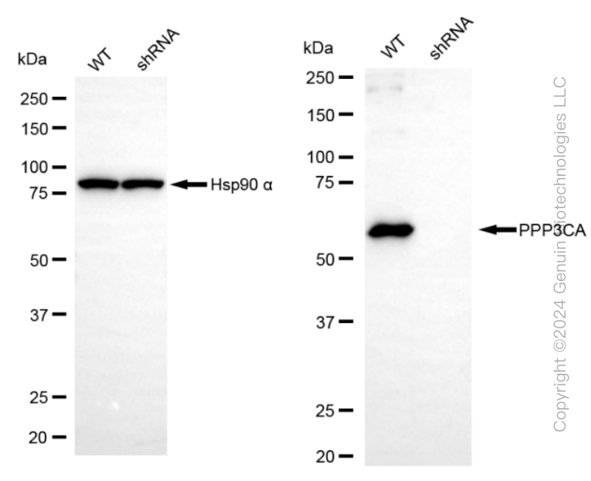 KD-Validated Anti-PPP3CA Rabbit Monoclonal Antibody ABG1124