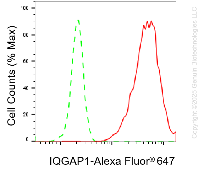 KD-Validated Anti-IQGAP1 Rabbit Monoclonal Antibody ABG1125