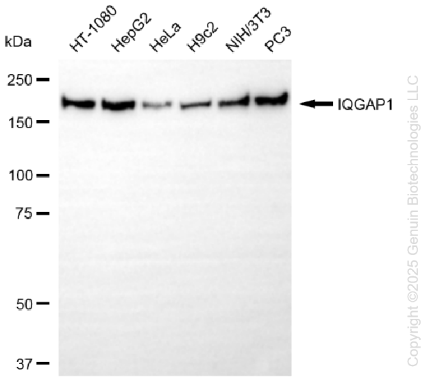 KD-Validated Anti-IQGAP1 Rabbit Monoclonal Antibody ABG1125