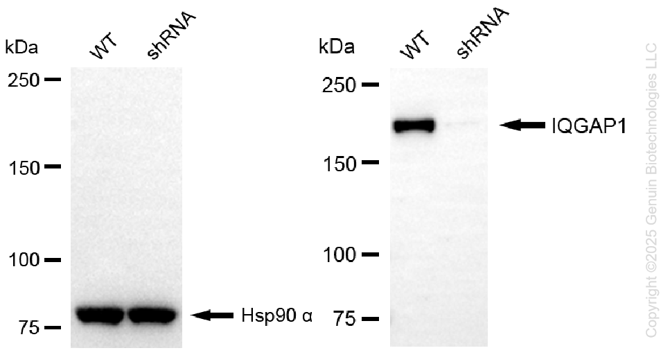 KD-Validated Anti-IQGAP1 Rabbit Monoclonal Antibody ABG1125