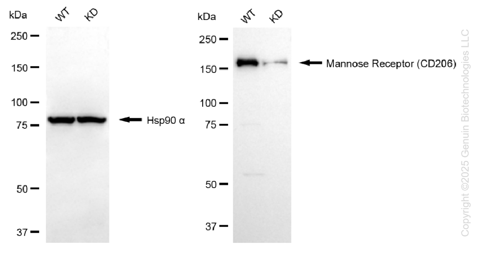 KD-Validated Anti-Mannose Receptor (CD206) Rabbit Monoclonal Antibody ABG1126