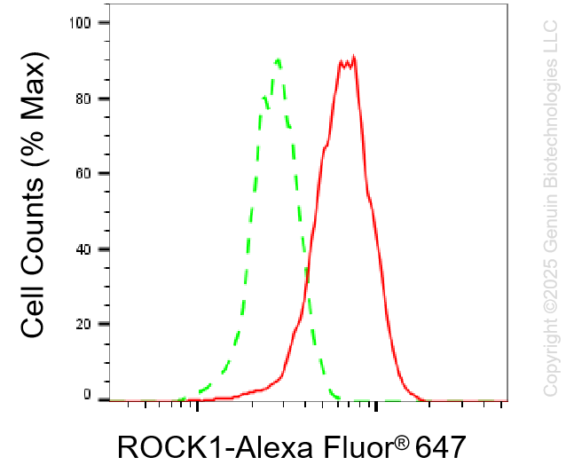 KD-Validated Anti-ROCK1 Rabbit Monoclonal Antibody ABG1127
