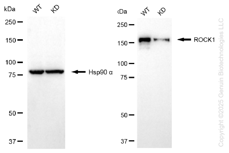 KD-Validated Anti-ROCK1 Rabbit Monoclonal Antibody ABG1127