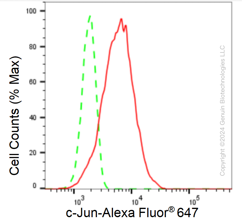 KD-Validated Anti-c-Jun Rabbit Monoclonal Antibody ABG1128