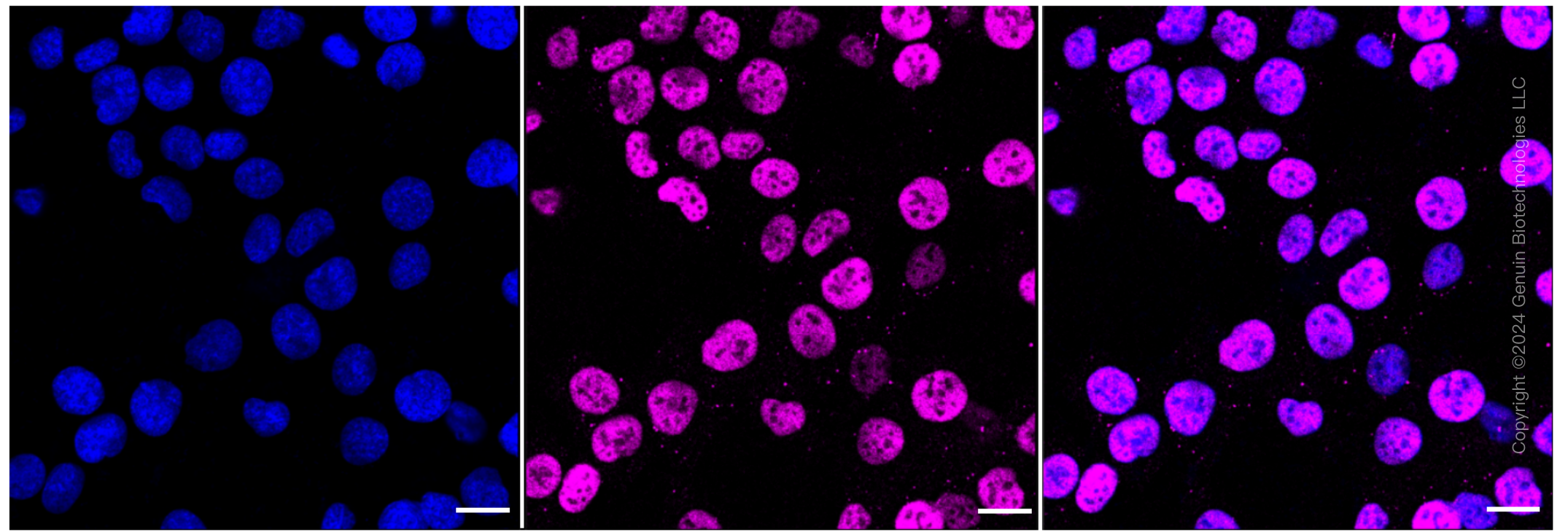 KD-Validated Anti-c-Jun Rabbit Monoclonal Antibody ABG1128