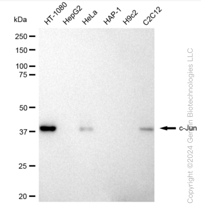 KD-Validated Anti-c-Jun Rabbit Monoclonal Antibody ABG1128