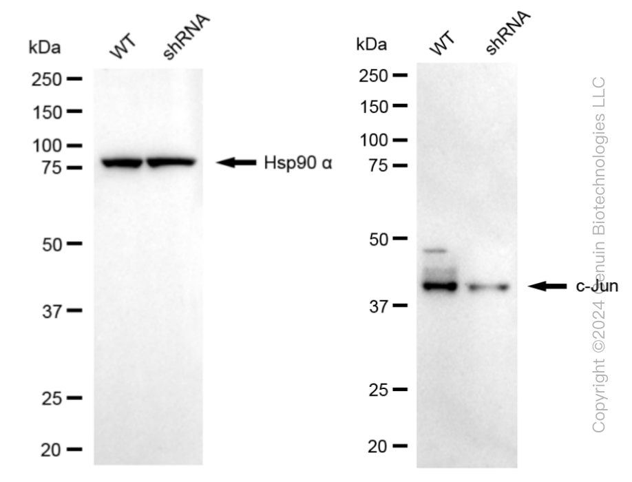 KD-Validated Anti-c-Jun Rabbit Monoclonal Antibody ABG1128