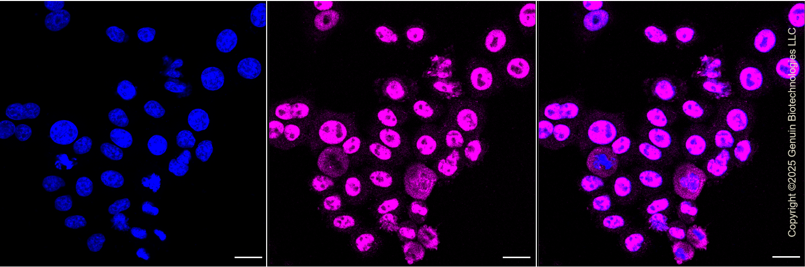 KD-Validated Anti-KLF4 Rabbit Monoclonal Antibody ABG1129