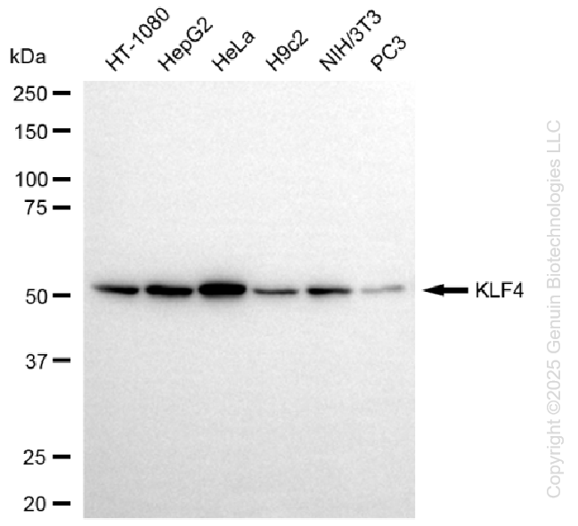 KD-Validated Anti-KLF4 Rabbit Monoclonal Antibody ABG1129