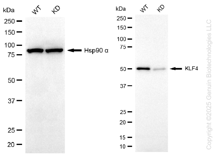 KD-Validated Anti-KLF4 Rabbit Monoclonal Antibody ABG1129