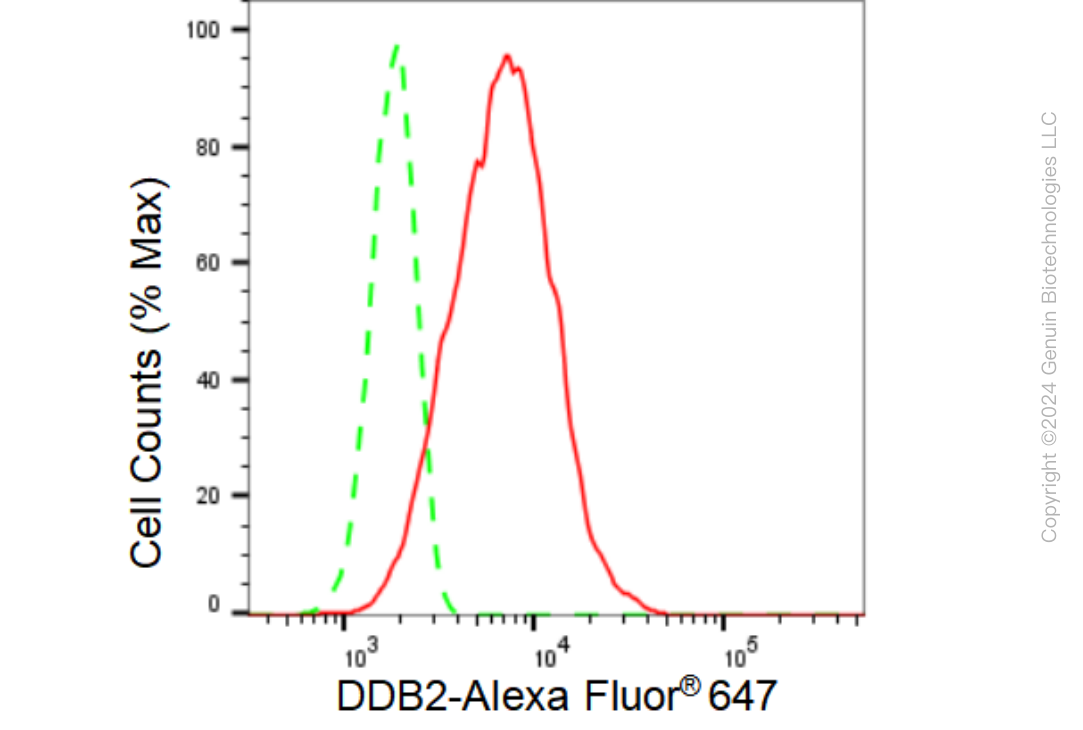 KD-Validated Anti-DDB2 Rabbit Monoclonal Antibody ABG1130