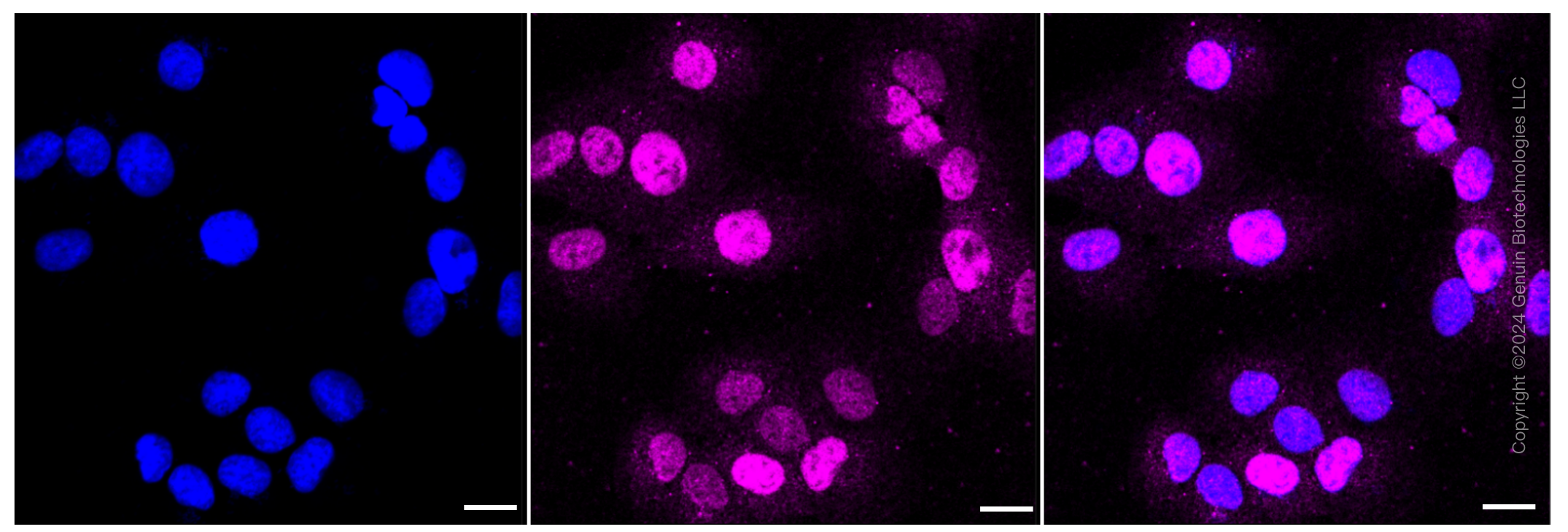 KD-Validated Anti-DDB2 Rabbit Monoclonal Antibody ABG1130