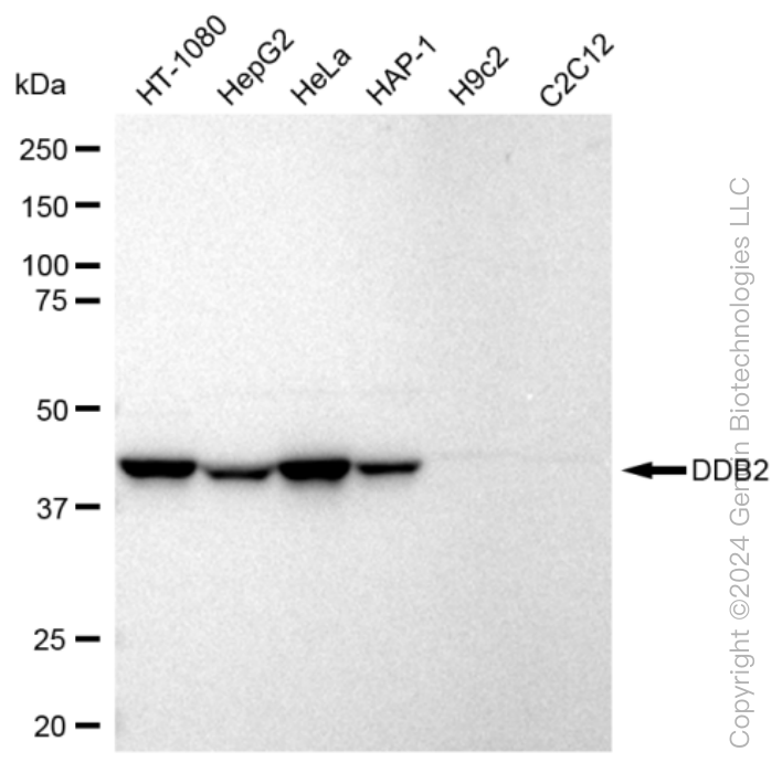 KD-Validated Anti-DDB2 Rabbit Monoclonal Antibody ABG1130