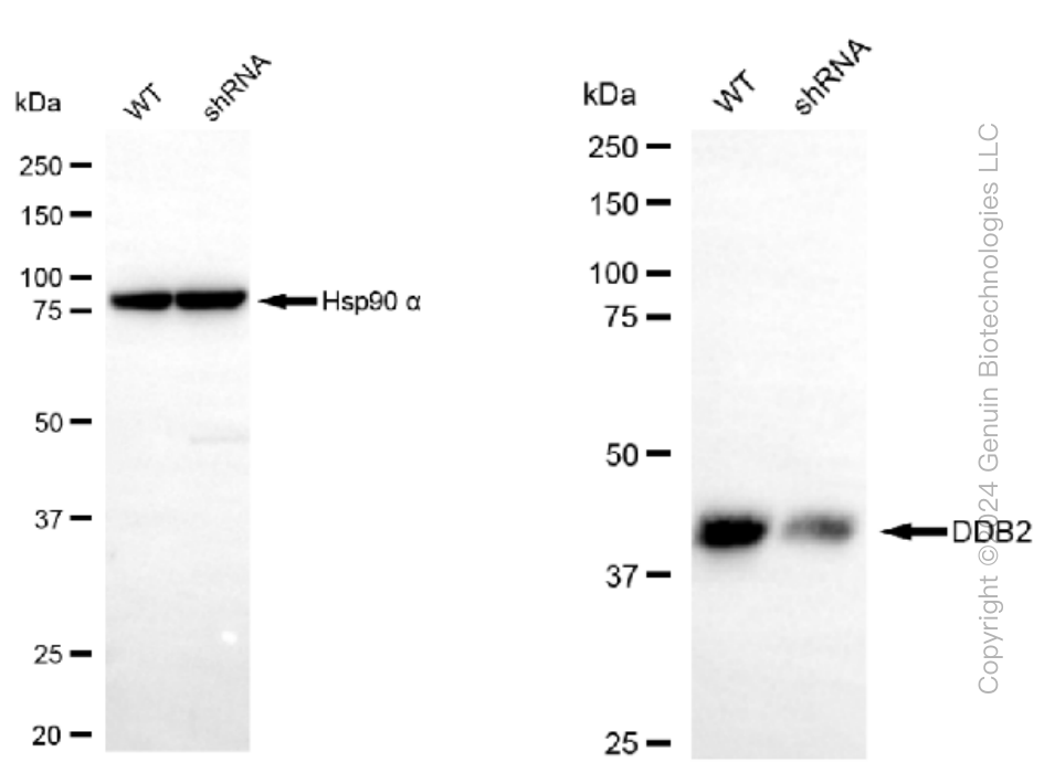 KD-Validated Anti-DDB2 Rabbit Monoclonal Antibody ABG1130