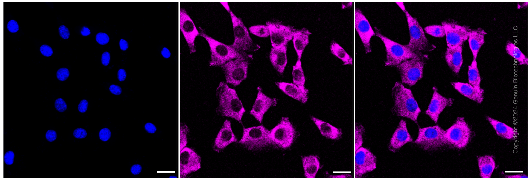 KD-Validated Anti-MAP2K1 Rabbit Monoclonal Antibody ABG1131