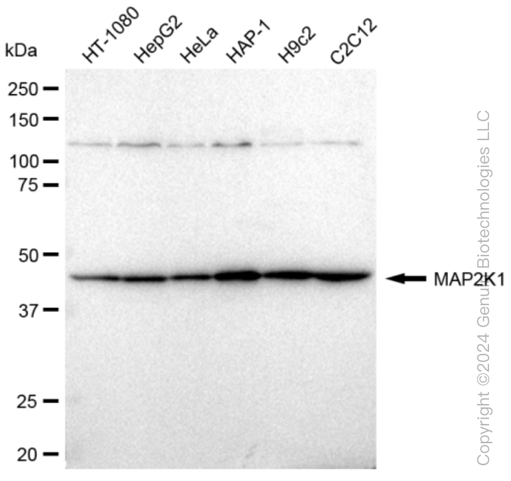 KD-Validated Anti-MAP2K1 Rabbit Monoclonal Antibody ABG1131