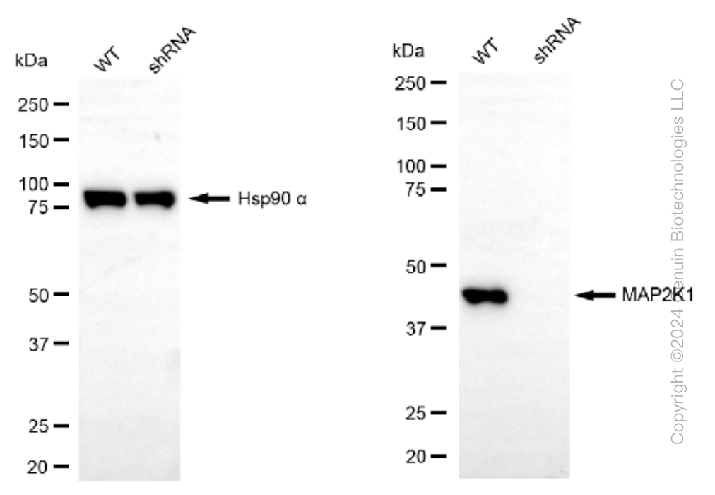 KD-Validated Anti-MAP2K1 Rabbit Monoclonal Antibody ABG1131