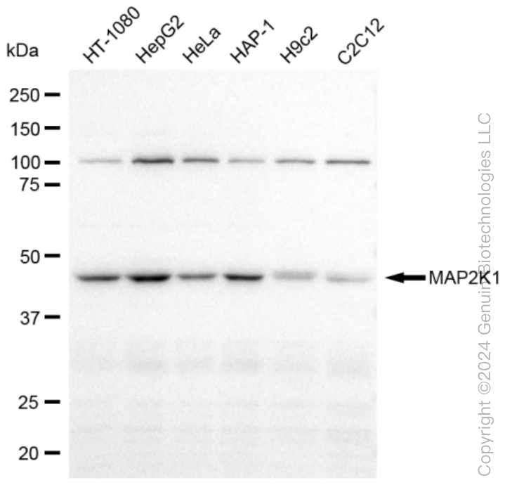 KD-Validated Anti-MAP2K1 Rabbit Monoclonal Antibody ABG1132