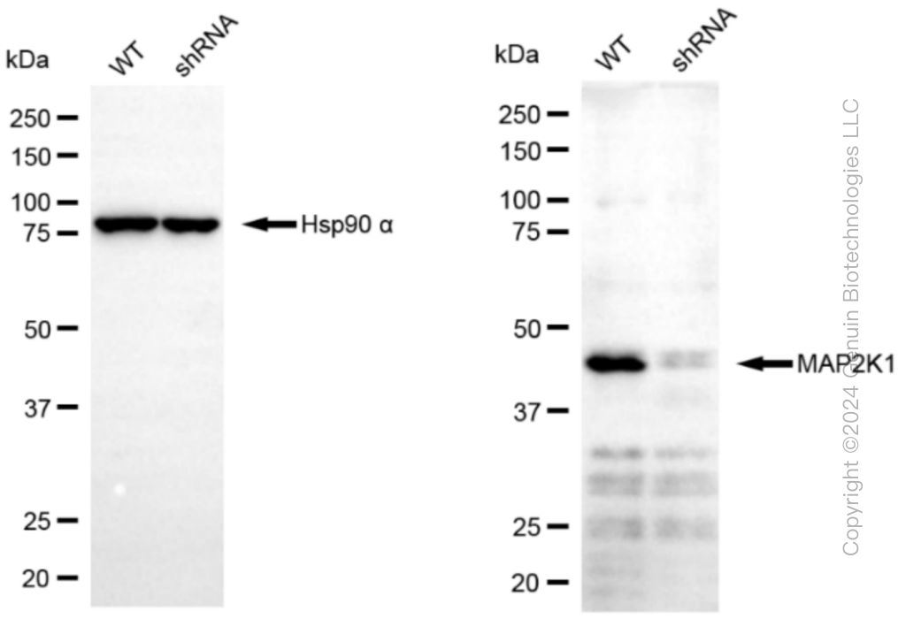 KD-Validated Anti-MAP2K1 Rabbit Monoclonal Antibody ABG1132