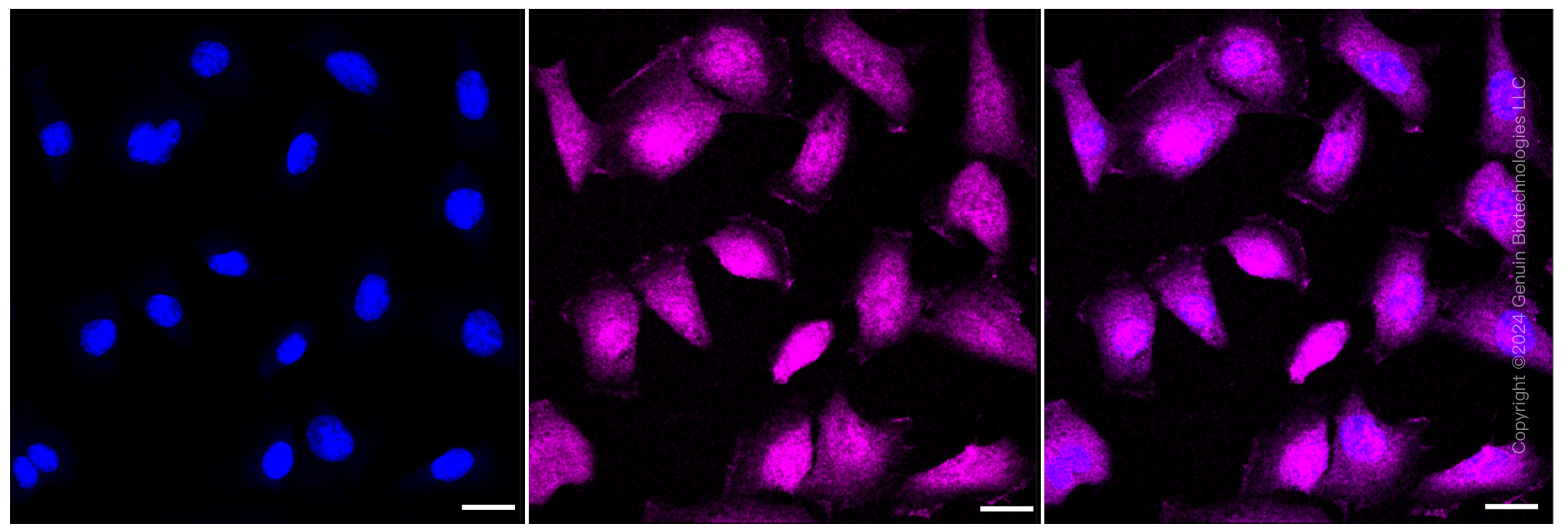 KD-Validated Anti-MAP2K3 Rabbit Monoclonal Antibody ABG1133